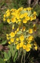 Close up flowerheads on oxlip, primula elatior