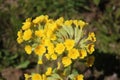 Close up flowerheads on oxlip, primula elatior