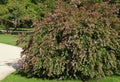 Flowering Abelia grandiflora hedge