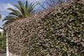 Flowering Abelia grandiflora hedge Royalty Free Stock Photo