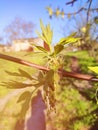 Close up of the flowering Acer negundo, box elder, boxelder maple, ash-leaved maple, maple ash, elf, ashleaf