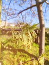 Close up of the flowering Acer negundo, box elder, boxelder maple, ash-leaved maple, maple ash, elf, ashleaf