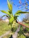 Close up of the flowering Acer negundo, box elder, boxelder maple, ash-leaved maple, maple ash, elf, ashleaf