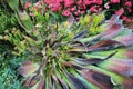 Close Up of a Flowering Agave Plant