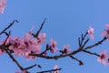 Close up of flowering almond trees. Beautiful almond blossom on the branches over blue sky, at springtime background in Valencia, Royalty Free Stock Photo