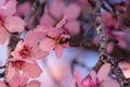 Close up of flowering almond trees. Beautiful almond blossom on the branches, at springtime background in Valencia. Perfect and Royalty Free Stock Photo