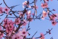 Close up of flowering almond trees. Beautiful almond blossom on the branches, at springtime background in Valencia, Spain. Royalty Free Stock Photo