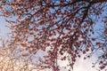 Close up of flowering almond trees. Beautiful almond blossom on the branches, at springtime background in Valencia, Spain. Perfect Royalty Free Stock Photo