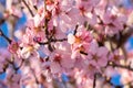 Close up of flowering almond trees. Beautiful almond blossom on the branches. Spring almond tree pink flowers with branch and blue Royalty Free Stock Photo