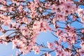 Close up of flowering almond trees. Beautiful almond blossom on the branches. Spring almond tree pink flowers with branch and blue Royalty Free Stock Photo