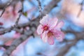 Close up of flowering almond trees. Beautiful almond blossom on the branches. Spring almond tree pink flowers with branch and blue Royalty Free Stock Photo