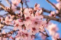 Close up of flowering almond trees. Beautiful almond blossom on the branches. Spring almond tree pink flowers with branch and blue Royalty Free Stock Photo