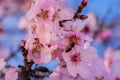 Close up of flowering almond trees. Beautiful almond blossom on the branches. Spring almond tree and pink flowers with branch and Royalty Free Stock Photo