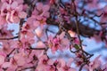 Close up of flowering almond trees. Beautiful almond blossom on the branches, at springtime background. Colorful and natural Royalty Free Stock Photo