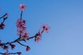 Close up of flowering almond trees. Beautiful almond blossom on the branches, at springtime background. natural background. Spring Royalty Free Stock Photo