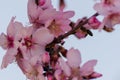 Close up of flowering almond trees. Beautiful almond blossom on the branches, at springtime background. natural background in Royalty Free Stock Photo