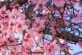Close up of flowering almond trees. Beautiful almond blossom on the branches, at springtime background in Valencia. Colorful and Royalty Free Stock Photo