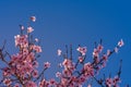 Close up of flowering almond trees. Beautiful almond blossom on the branches, at springtime background in Valencia, Spain. Royalty Free Stock Photo