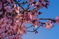 Close up of flowering almond trees. Beautiful almond blossom on the branches, at springtime background in Valencia, Spain. Royalty Free Stock Photo