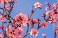 Close up of flowering almond trees. Beautiful almond blossom on the branches, at springtime background in Valencia, Spain, Europe Royalty Free Stock Photo