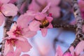 Close up of flowering almond trees. Beautiful almond blossom on the branches, at springtime background in Valencia, Spain, Europe Royalty Free Stock Photo