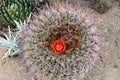 Close up of a flowering barrel cactus with red spines and an orange flower Royalty Free Stock Photo
