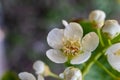 Close-up of a Flowering Bird Cherry Tree with Blossoms.