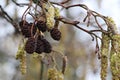 Flowering alder tree Royalty Free Stock Photo