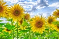 Close up of flowering blooming sunflowers in the field under blue sky with clouds. Organic flower, beautiful flower Royalty Free Stock Photo