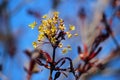 Close Up of a Flowering Branch of a Crimson King Maple Tree with Yellow Flowers