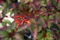 Close up of the flowers, buds and leaves of a Firecracker Bush