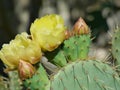 Close up of a flowering cactus and buds emerging in nature in Provence in spring Royalty Free Stock Photo
