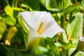 Close up of Flowering Calla lily Zantedeschia aethiopica, California