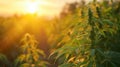 Close-up of a flowering cannabis plant at sunset on a hemp farm, suitable for content on agriculture, medical cannabis