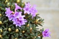 Flowering Chinese dwarf rhododendron plant