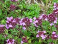 Close-up of flowering common thyme or Thymus vulgaris flowerbed against green grass background.