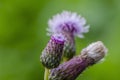 Close up of flowering creeping thistle