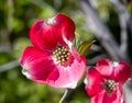 close up of flowering dogwood - cornus florida rubra in spring Royalty Free Stock Photo