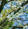 Close-up of Flowering Dogwood Tree Royalty Free Stock Photo