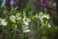 Close-up of a Flowering Dogwood Tree