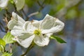 Close-up of a Flowering Dogwood Tree