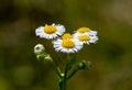 a close-up with a flowering Erigeron annuus plant