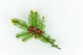 Close-up of flowering fir branch with small red immature cones. Royalty Free Stock Photo