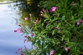 A close-up of a flowering Great willowherb, Epilobium hirsutum on a late summer evening in Estonian nature