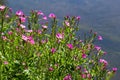 A close-up of a flowering Great willowherb, Epilobium hirsutum on a late summer evening in Estonian nature