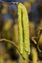 Close-up of flowering hazelnut with pollen on small branches against background in nature in spring in portrait orientation Royalty Free Stock Photo