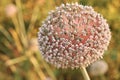 A close-up of a flowering head of garlic. Agricultural topics. Royalty Free Stock Photo