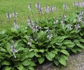 Close up of a flowering Hosta sieboldiana 'Elegans'.