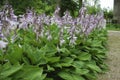 Close up of a flowering Hosta sieboldiana 'Elegans'.