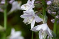 Close up of a flowering Hosta sieboldiana in garden Royalty Free Stock Photo